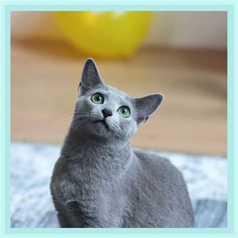 russian blue cat breeder near me availability