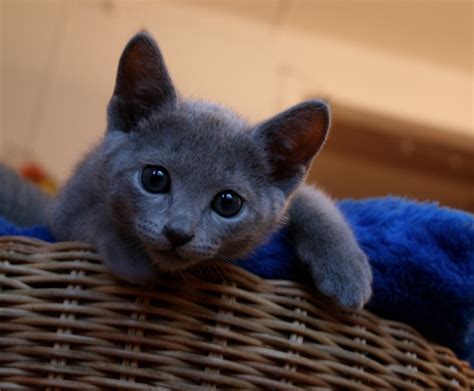 russian blue cat breeders alberta