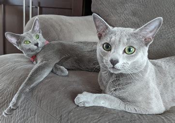 russian blue cat breeders ontario