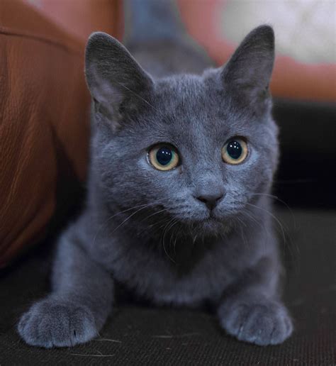 russian blue cat fluffy