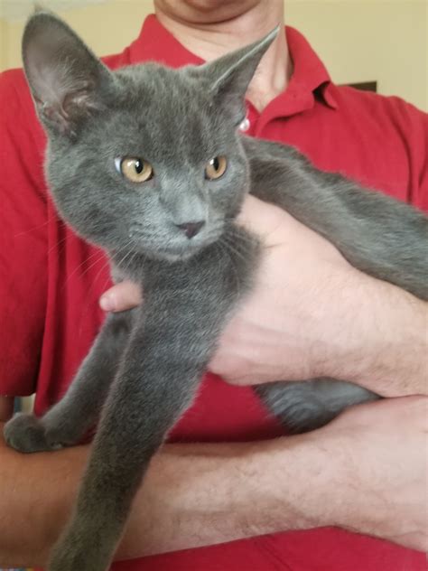 russian blue cat for sale