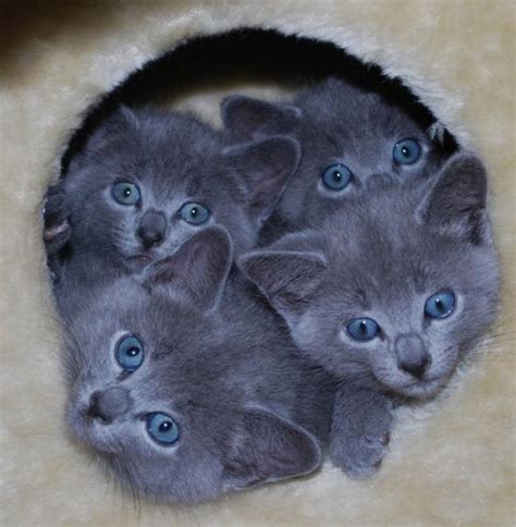 russian blue cat for sale indiana