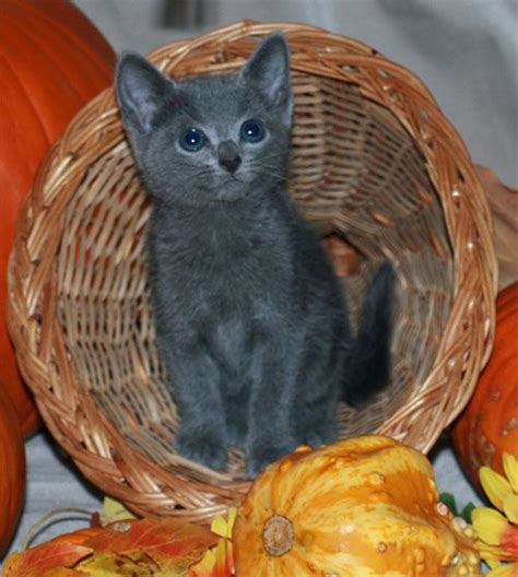 russian blue cat for sale nj