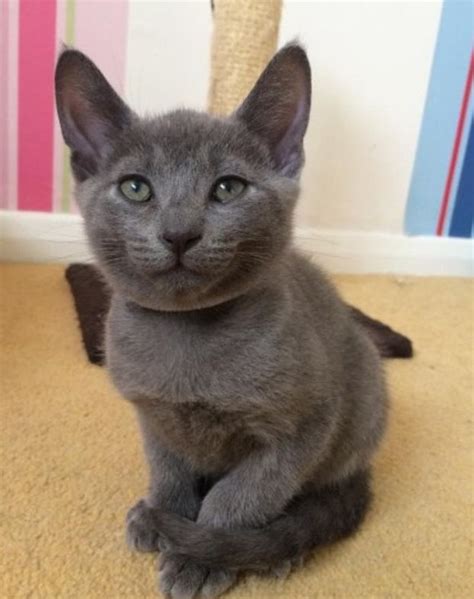 russian blue cat for sale texas