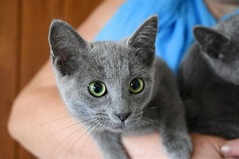 russian blue cat for sale usa