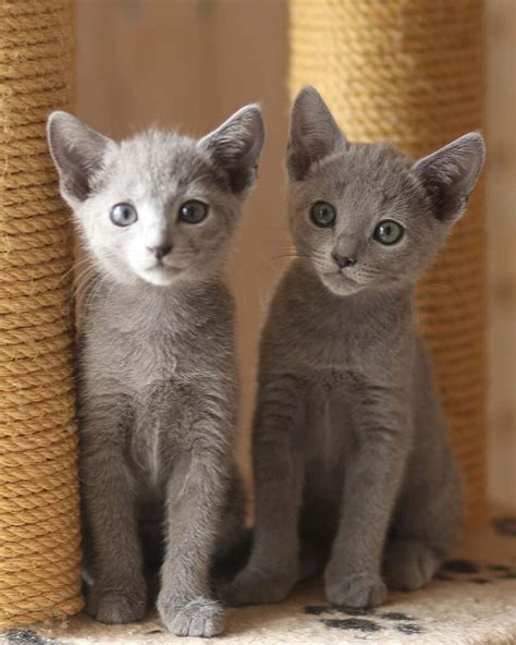 russian blue cat kittens for sale