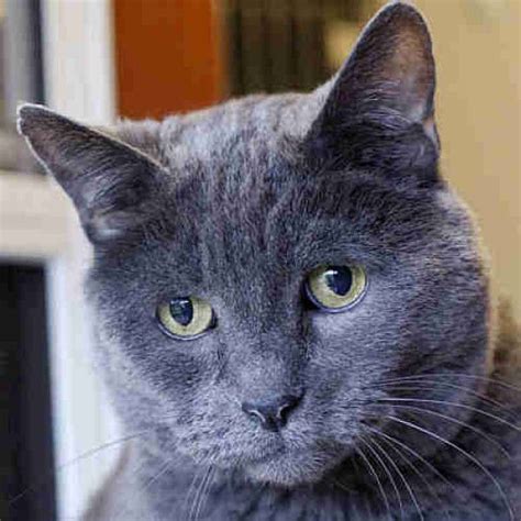 russian blue cat rescue adoption