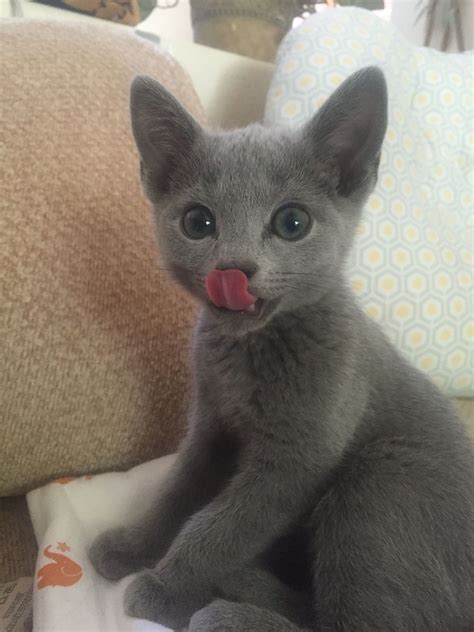russian blue cats available for adoption