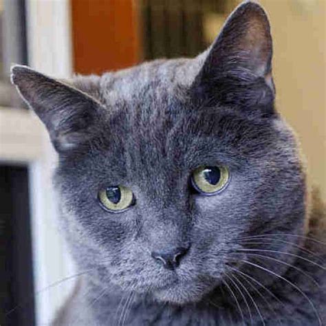 russian blue cats for adoption nc