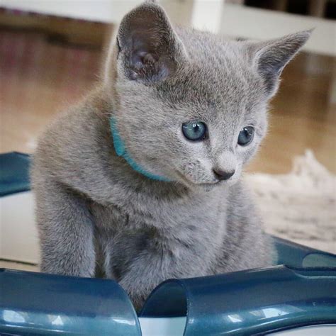 russian blue cats for sale melbourne