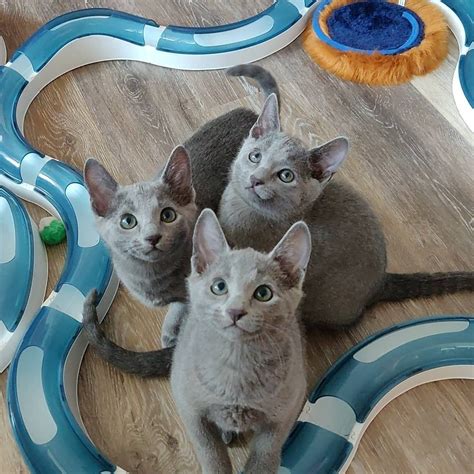 russian blue kittens california