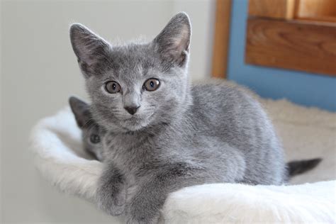 russian blue kittens for adoption 32092