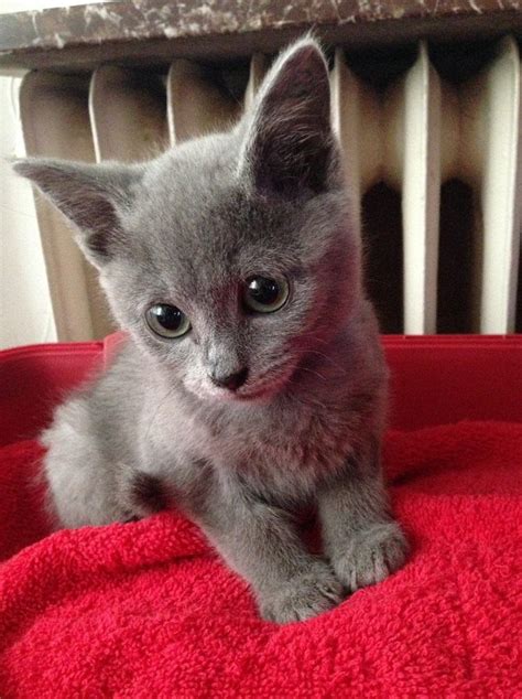 russian blue kittens for sale california