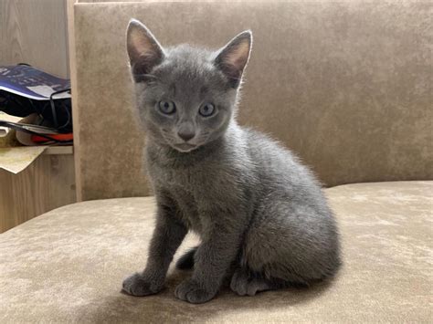 russian blue kittens for sale cape town