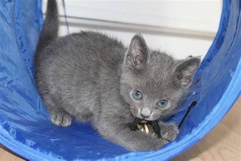 russian blue kittens oklahoma