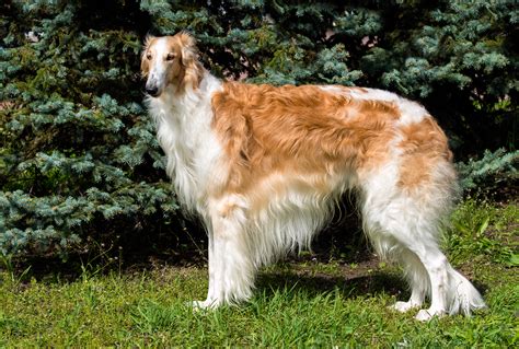 russian dog breeds borzoi