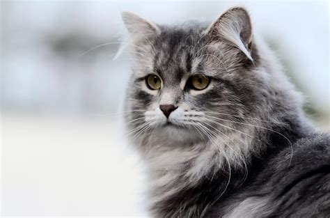 russian names for siberian cats