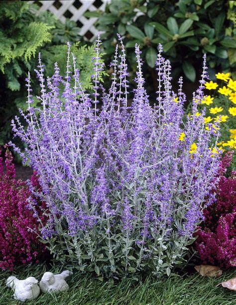 russian sage height and spread