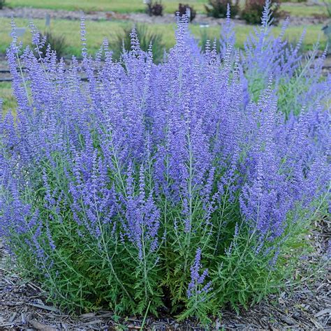 russian sage perennial for sale