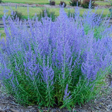 russian sage perennial lowes