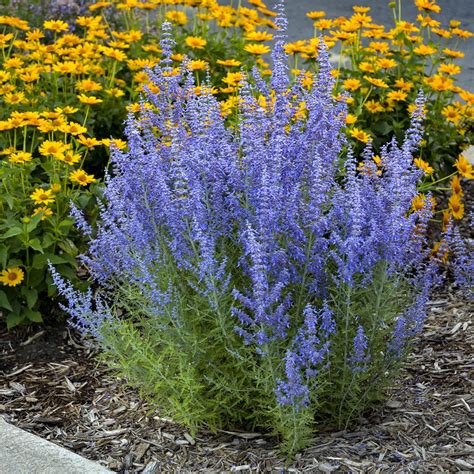 russian sage perennial texas