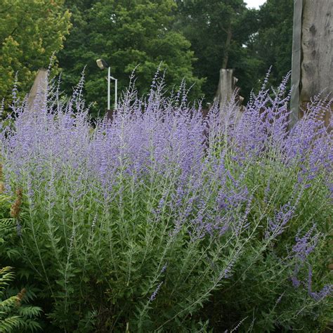 russian sage plant uk to buy