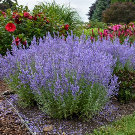 russian sage plants for sale