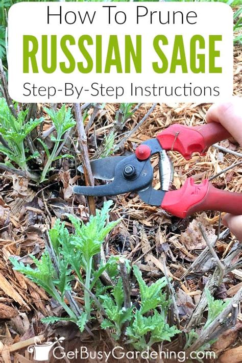 russian sage pruning care