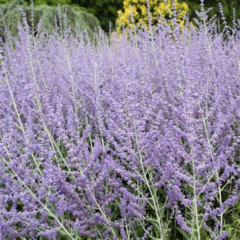 russian sage seeds for sale