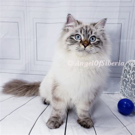 russian siberian cat for sale vancouver wa