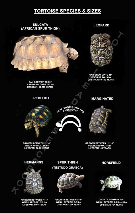 Russian Tortoise Size Chart