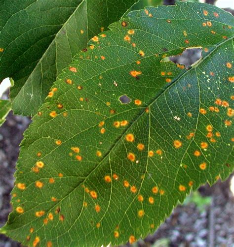 rust spots on leaves