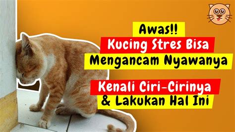 rutinitas kucing stres