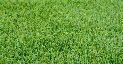 ryegrass lawn