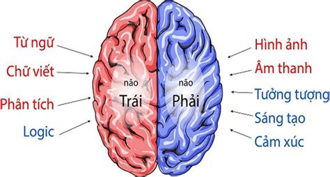 sự khác nhau giữa não trái và não phải