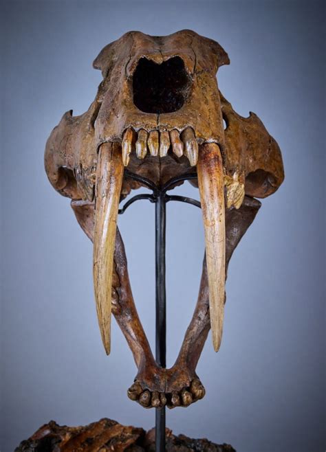 saber toothed tiger skull