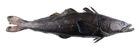 sablefish vs chilean sea bass
