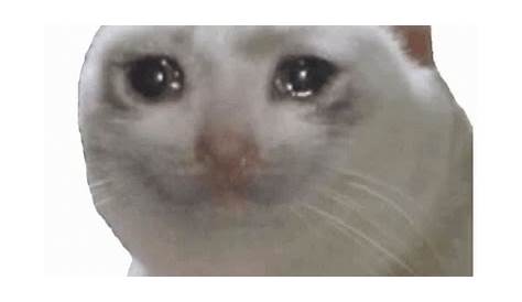 Crying Cat Meme GIF