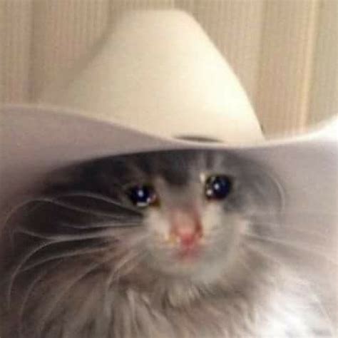 sad cat cowboy hat