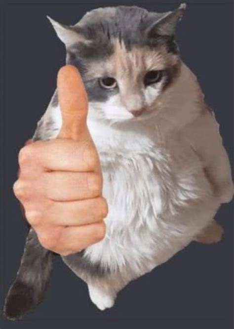 sad cat thumbs up gif