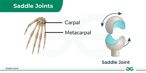 Saddle Joint Location And Function