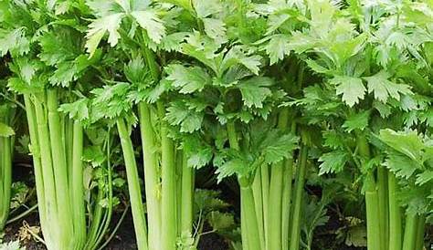 Saderi Sayur JC Garden V18 Vegetable Seed Celery / Daun Sup Biji