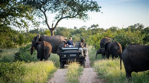 safari in kruger park south africa