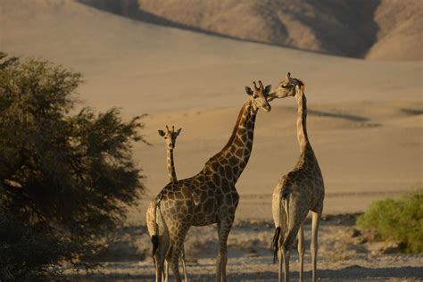 safari in namibia africa