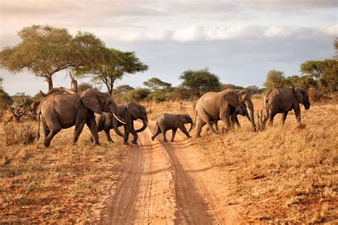 safari in namibia afrika