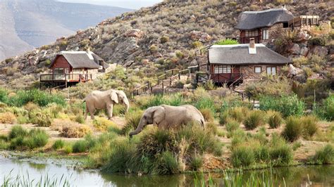 safari in south africa cape town