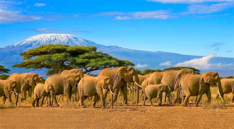 safari in south africa or kenya