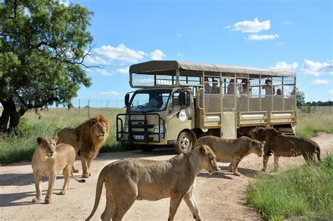 safari near johannesburg south africa