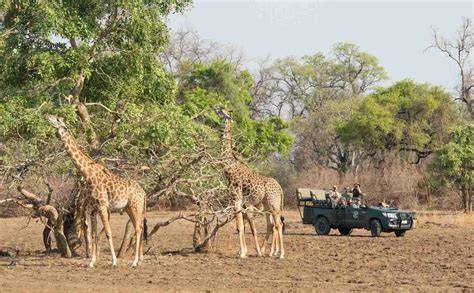 safari timing