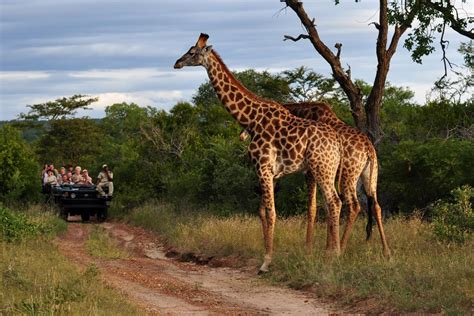 safari to south africa packages